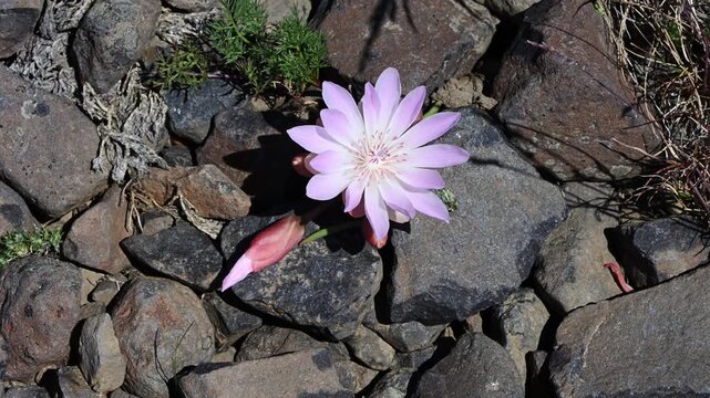 Pale pink flower blooming on a Bitterroot, Lewisia Rediviva, plant growing on rocky ground in the arid shrub-steppe of Eastern Washington, nature background
