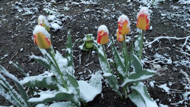 Group of colorful tulips standing in snow after cold spring morning