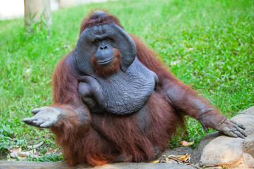 Obraz premium Flanged Male Orangutan Sitting on Grass and Gesturing with Open Hand