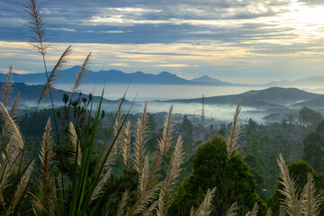 Obraz premium Misty Mountain Valley at Sunrise with Wild Pampas Grass Foreground