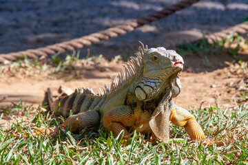 Naklejka premium Large Green Iguana Basking in the Sun on Grass with Spiky Crest