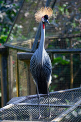 Naklejka premium Elegant Grey Crowned Crane Standing on Mesh Platform in Sanctuary