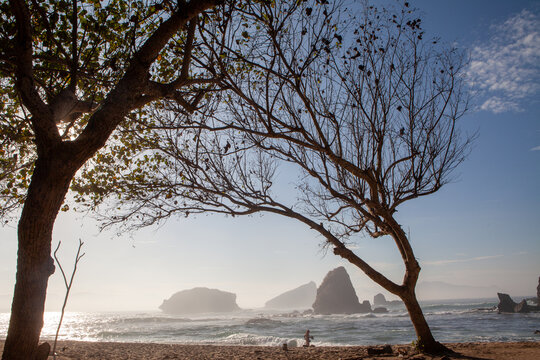 Scenic Tropical Beach View Through Trees at Papuma Beach Indonesia
