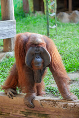 Obraz premium Flanged Adult Male Orangutan Standing on a Low Wall in Tropical Setting