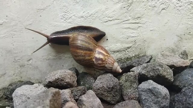 a giant land snail slowly crawling on a textured concrete wall near small rocks, a garden outdoor wildlife scene