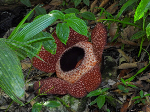 Rafflesia arnoldii is a species of flowering plant in the parasitic genus Rafflesia within the family Rafflesiaceae.