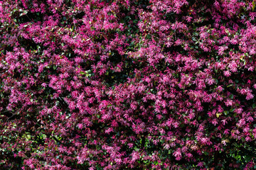 Obraz premium Chinese fringe bush flowers blooming in the garden hedge.