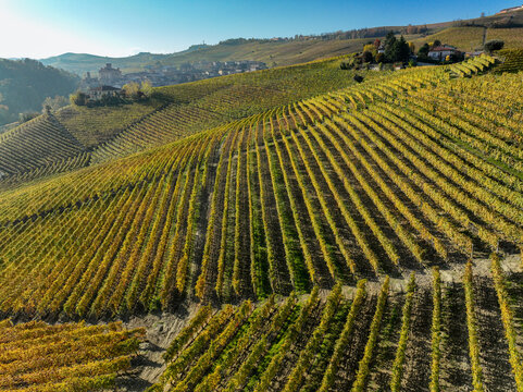 Aerial view of Barolo Cannubi Hill vineyards with golden autumn foliage and the historic village under a clear blue sky Barolo, Piedmont, Italy.