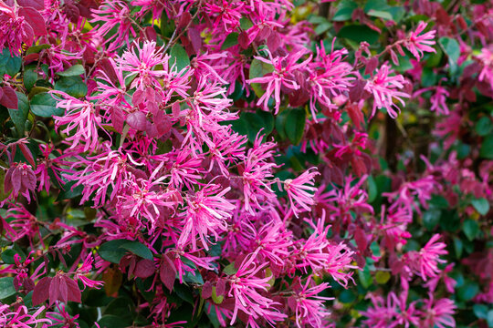 Close-up of red Chinese fringe bush flowers blooming on a garden hedge.