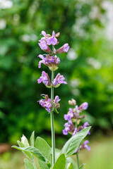 Obraz premium Common sage flowers blooming in the early summer garden.