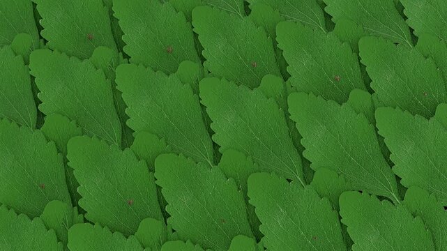 A 3d animation of camera executes a smooth, textured macro sweep across rows of overlapping green stevia leaves, showcasing fine vein details with a cinematic depth of field.
