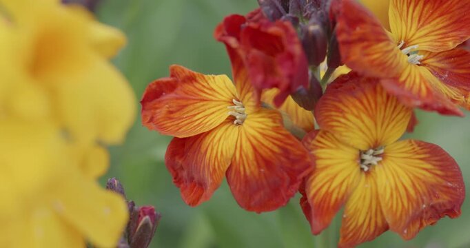 Orange and Red Wallflower Macro in Soft Natural Light