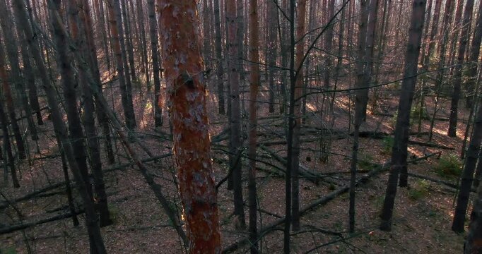 A dense coniferous forest stands in dim light with one bright orange pine trunk rising in the center.