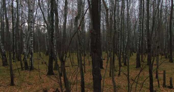 A gloomy bare birch forest with leafless trees stands under a moody overcast sky on a chilly autumn or early spring day.