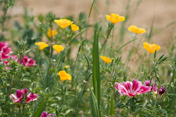 Obraz premium California Poppies and Pink Flowers in Spring Garden
