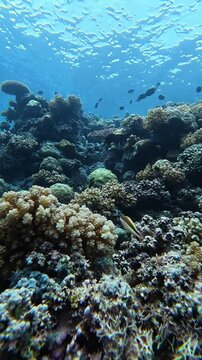 Pristine Coral Reef Ecosystem with Tropical Fish in Biak, Papua, Indonesia