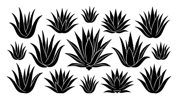 Aloe Vera and Agave Plant Silhouette Vector Collection with Botanical Succulent Designs