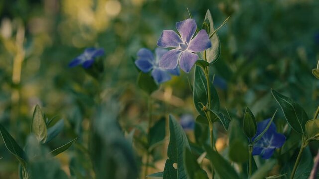 Periwinkle blossoms stand out against green foliage in the French countryside. Artistic flare and natural light enhance the spring scene. Medium shot.