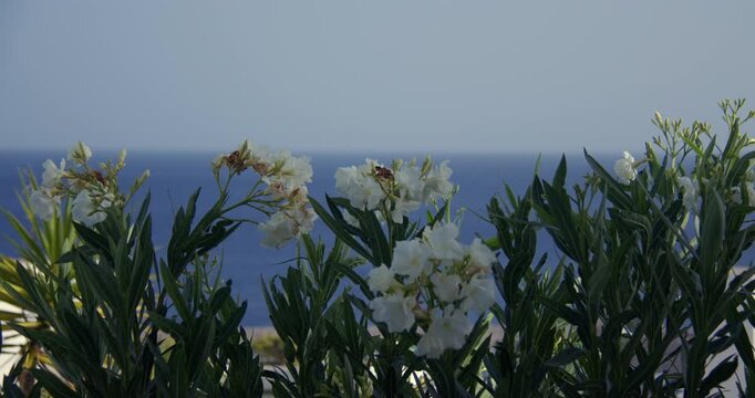 Shot of white oleander flower with blue sea in background