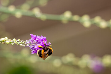 Fat bumblebee collecting pollen © Doug
