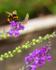 Fat bumblebee landing on a flower © Doug