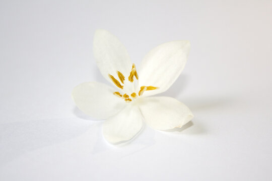 It is  Styrax japonica flowers isolated white background.