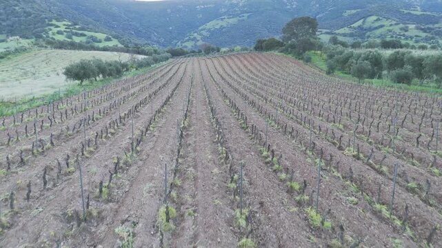 Plowed agricultural field in Sardinia countryside with parallel soil rows and distant hills, drone