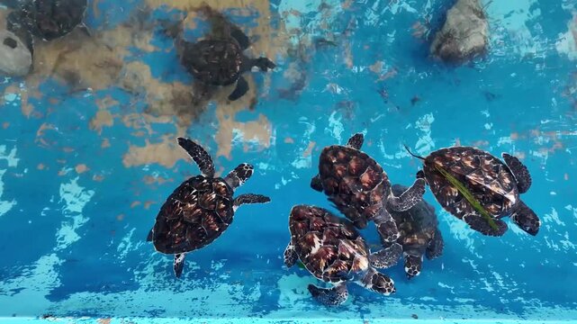 Top-down view of multiple babies sea turtles swimming gracefully , natural patterns on their shells and their synchronized movement,
