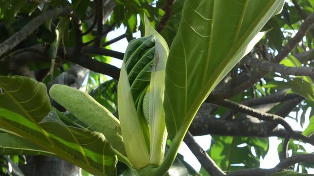 Morning close up of a breadfruit tree leaf bud and emerging flower in a tropical garden