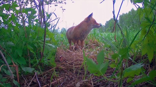 Ein Rotfuchs in den fr&uuml;hen Morgenstunden von einer Wildkamera gefilmt