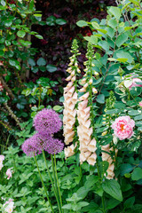 Beautiful apricot-colored foxglove flowers in the garden. © billyfam