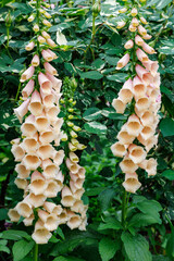 Beautiful apricot-colored foxglove flowers in the garden. © billyfam