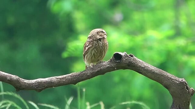 Profile view of a wild little owl perched on a curved dead branch looking right against a vibrant blurred green forest background.