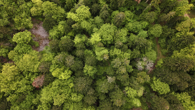 Aerial view of the dense green forest canopy with various shades of foliage and a small clearing near Route du Creux du Cerf Gex, Auvergne-Rhone-Alpes, France.
