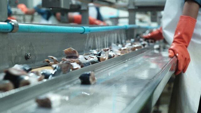 Close-up, workers' hands with protective gloves sorting and filling pieces of raw fish, preparing for nourishment conveyor production industry, sterile warehouse, canned food manufacturing factory.