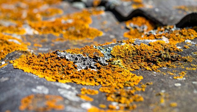 Close-up of slate roof tiles covered with orange and green lichen growth