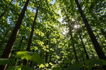 Obraz premium Forest canopy sunlit trees viewed from forest floor
