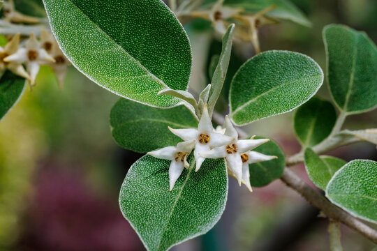 Close-up of the delicate flowers of the elaeagnus umbellata blooming in the garden.
