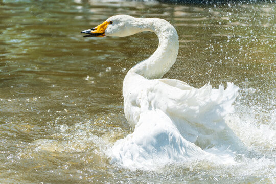 Swans frolic in the water, their wings flapping and splashing water everywhere.
