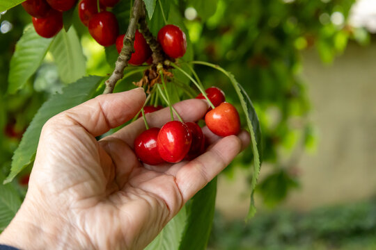 hand holding red cherries on tree branch 