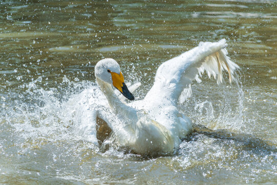 A close-up of a white swan playing in the water, its wings flapping violently against the surface.