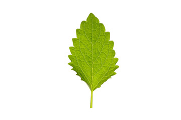 Mint leaf with vibrant green color and clear texture, PNG © Atlas