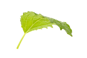 Green mint leaf with visible veins and texture, PNG © Atlas