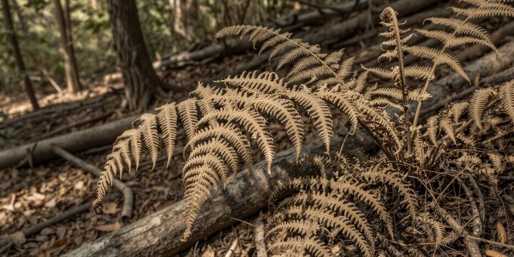 A cluster of desiccated Cyathea dealbata fern fronds lies scattered on the forest floor, their delicate, feathery tips curled and splayed in a sun-dappled clearing.