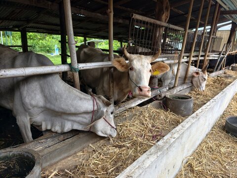 The cows are in the barn.