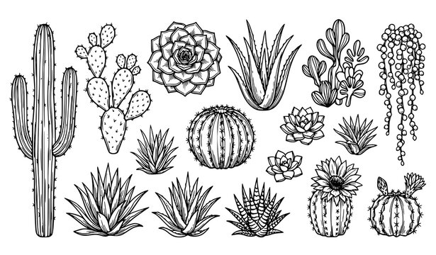Exotic desert plants and succulents line drawing for nature decor