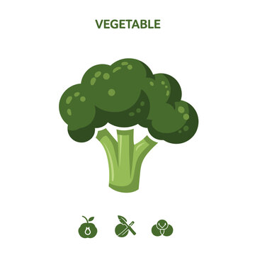 Large Broccoli Florette with Related Icons and 'Vegetable' Text, Isolated White Background.