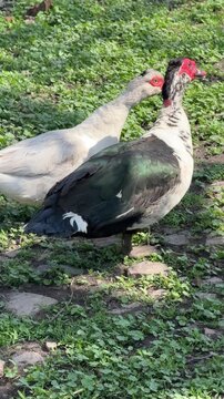 Two muscovy ducks in the farm, vertical video.