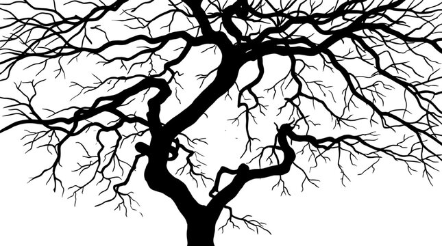 Silhouette of a bare tree with intricate branches against a white background symbolizing nature and winter