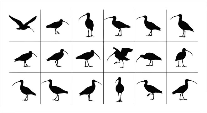 Collection of black ibis silhouettes in various poses and flying isolated on white background for design use